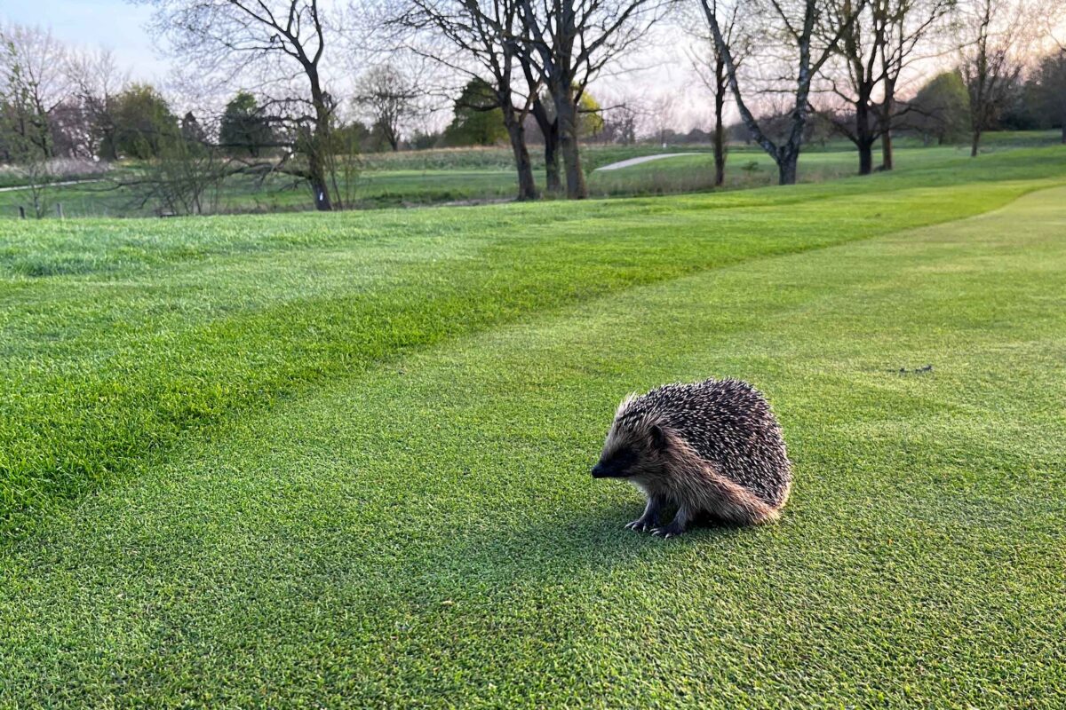 Projekt Pindsvin i Gilleleje Golfklub