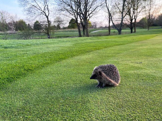 Projekt Pindsvin i Gilleleje Golfklub