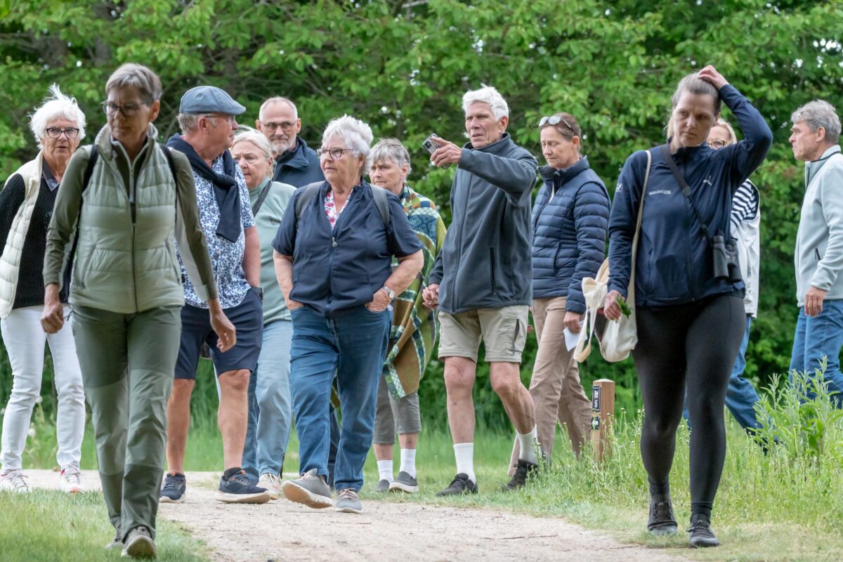 På vej til Skovhullæbe-orkideen i området ved biodiversitetsområderne.