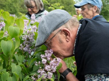 Syrenerne mellem hul 15 og 16 er i blomst - og de dufter fantastisk lige nu.