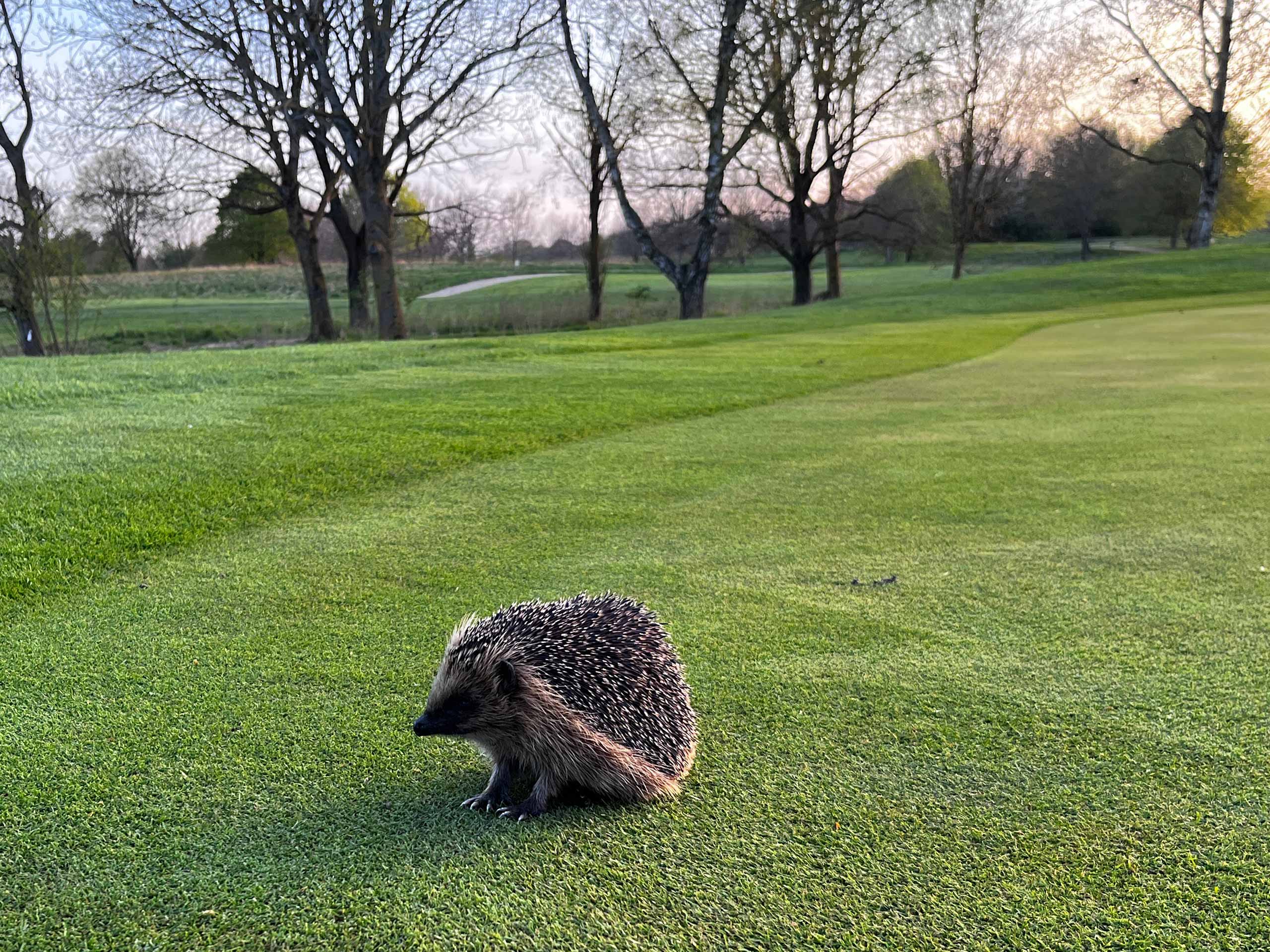 Pindsvin-projekt-i-Gilleleje Golfklub-2026-hus-til-vinterhi