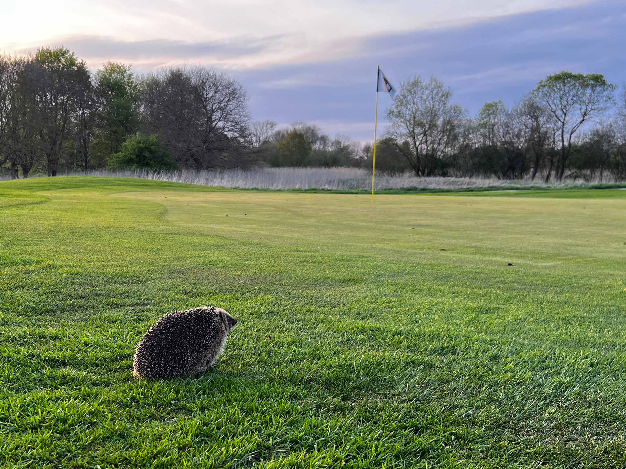 Pindsvin-projekt-i-Gilleleje Golfklub-2026-hus-til-vinterhi